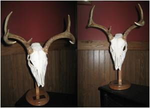 Pedestal Skull Mounts